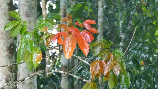 Leuchtend Rote Und Grüne Blätter Die Vom Regen Durchnässt Werden — Stockvideo
