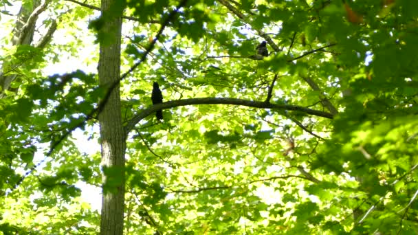 初春の日当たりの良い森の中にハッチングした後 いくつかの黒い鳥 — ストック動画