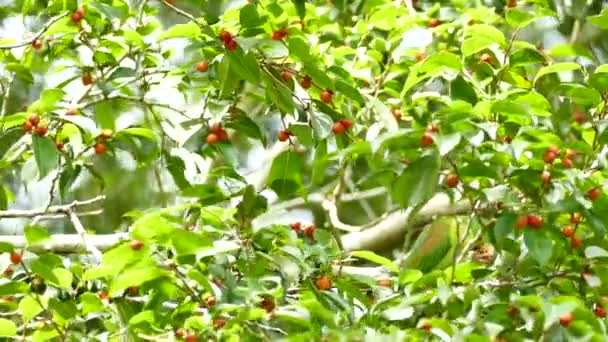 Groen Gekleurde Papegaai Rode Bessenboom Deel — Stockvideo