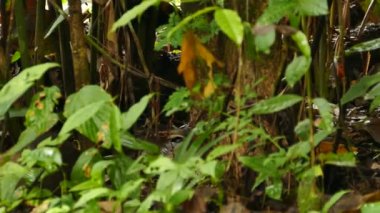 Koati 'nin Panama orman zemininde yiyecek ararken uzun bir görüntüsü var.