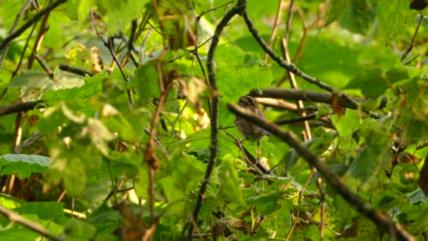 Burung Pipit Lepas Landas Dan Mendarat Keluar Dari Fokus Pada — Stok Video