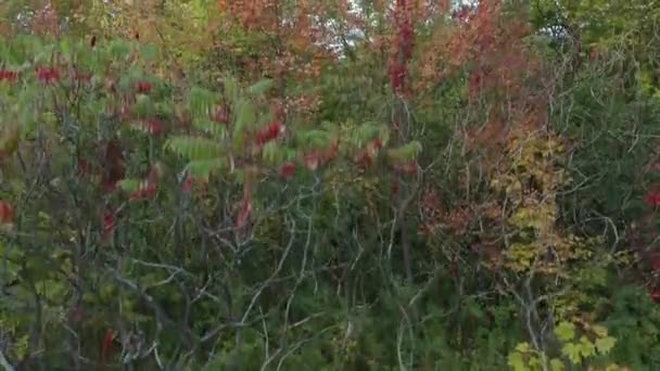 Plantas Árboles Cambiando Color Hermosa Exhibición Fenómeno Natural — Vídeos de Stock