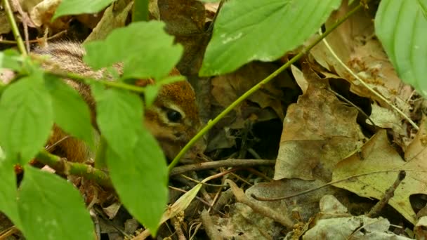 Écureuil à moitié caché avec des yeux montrant mange des morceaux de racines pour survivre 