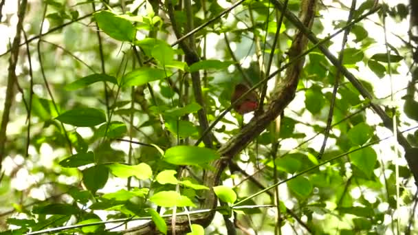 kastanienbrauner Vogel springt auf große Liane im exotischen Dschungel