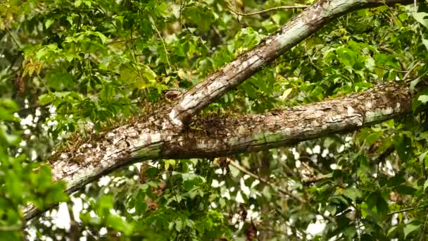 Pájaro Carpintero Forrajea Largo Gran Rama Árbol Con Crecimientos Excesivos — Vídeo de stock