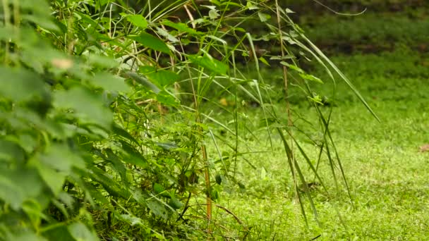 Sepasang Burung Wren Mencari Melompat Dan Mengikuti Satu Sama Lain — Stok Video