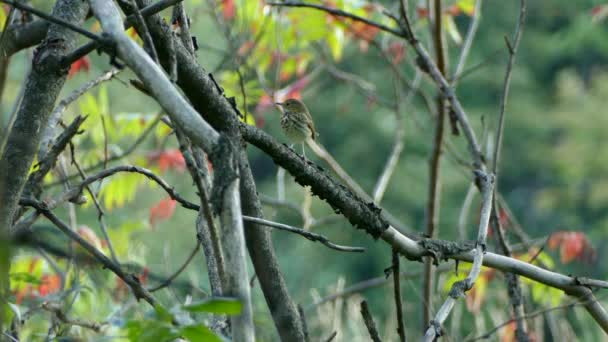 鳥は休息の場所を十分に持っているので 離陸し 離れて行くことにしました — ストック動画