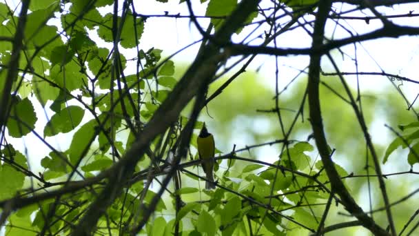 加拿大美丽而引人注目的头戴彩色头罩的莺站在树枝上 — 图库视频影像