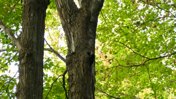 Großer Kühl Aussehender Specht Untersucht Ein Loch Einem Baum Laubwald — Stockvideo