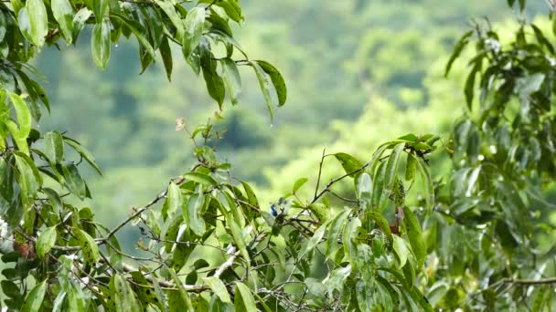 Beautiful Small Blue Bird Hopping Bokeh Background — Stock Video