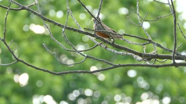Robin Pták Drží Více Kořisti Najednou Svém Zobáku Zatímco Stromě — Stock video