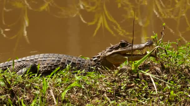 Mały Aligator Wielkości Spoczywający Pobliżu Zbiornika Wodnego Oddychający — Wideo stockowe