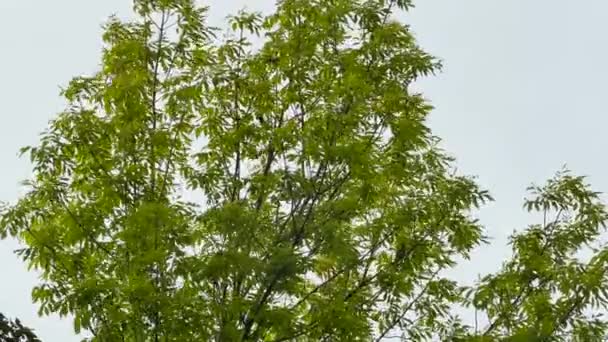 Кілька Кедрових Воскових Птахів Заповнюють Дерево Яке Рухається Вітрі — стокове відео