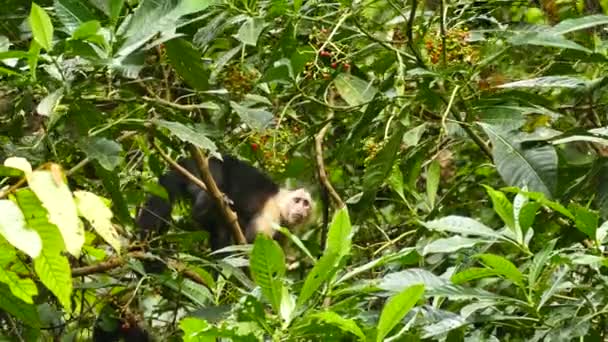 Witte Kapucijner Aap Panama Piekt Vlucht — Stockvideo