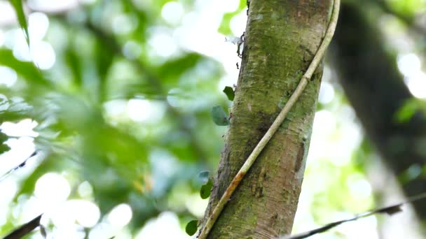 Multiple Ants Leaf Back Walking Alongside Tree — Stock Video