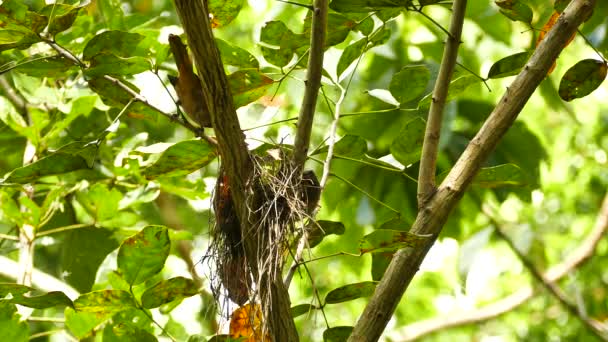 Dos Aves Exóticas Panamá Alimentándose Insectos Ramitas Secas — Vídeos de Stock