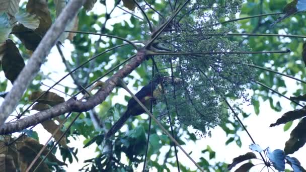 Yakalı Aracari Alacakaranlıkta Palmiye Ağacında Bölüm — Stok video