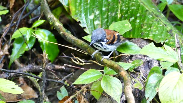 多くのアリと枝の上に発見されたAntbirdの閉鎖 — ストック動画