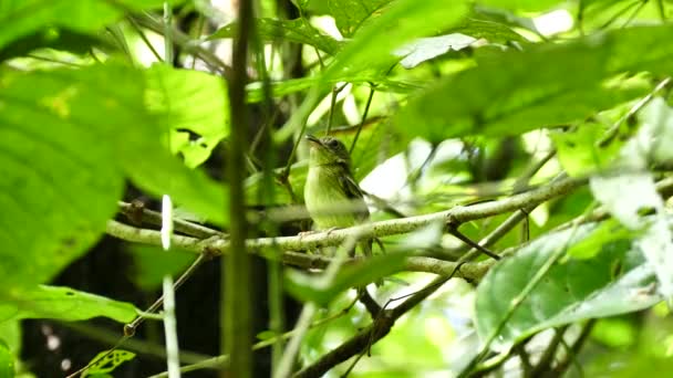 Petit Oiseau Rapide Décolle Très Grande Vitesse — Video