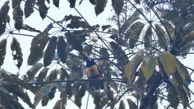 Gün batımında Aracari 'yi palmiye ağacında yakalıyordum - Bölüm 5