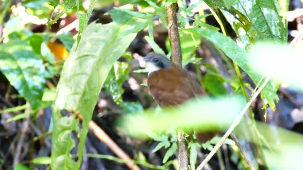 Uccello Tropicale Marrone Appollaiato Visto Primo Piano — Video Stock