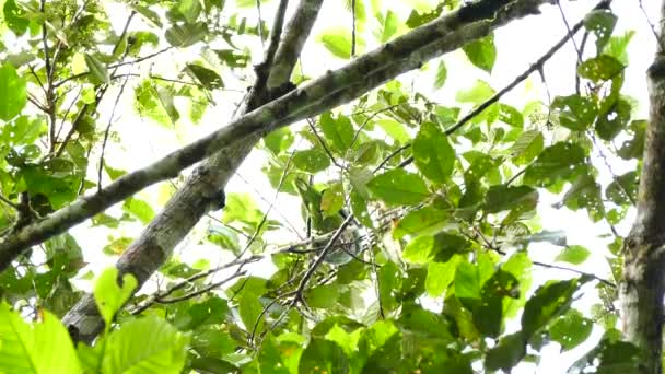 Sotto Vista Del Grande Pappagallo Verde Nella Giungla — Video Stock