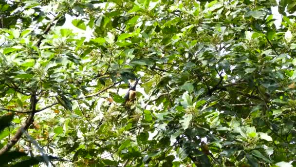 Toukan Krage Aracari Utfodring Fruktträd Panama — Stockvideo