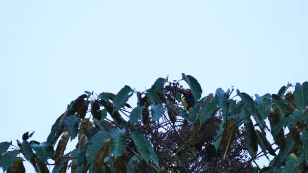Kragen Aracari Palmträdet Skymningen Del — Stockvideo