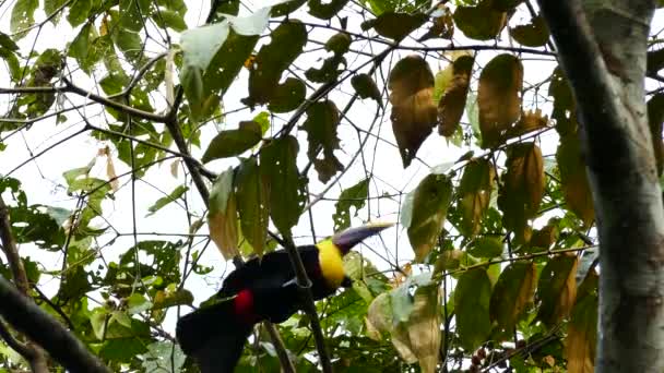 Flamboyant Kastanj Mandibled Toucan Hoppning Träd — Stockvideo