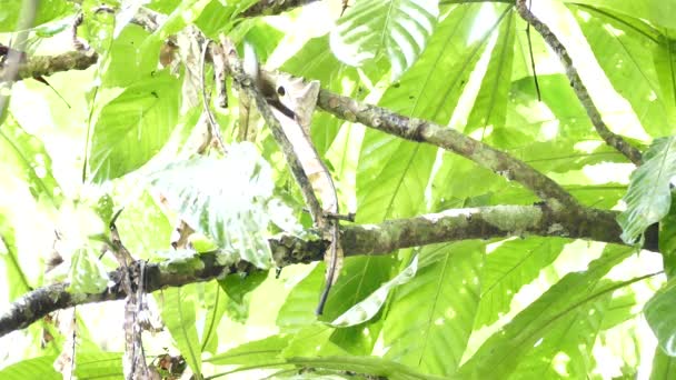 Rápido Pájaro Saltando Alrededor Gran Árbol Frondoso Panamá — Vídeo de stock