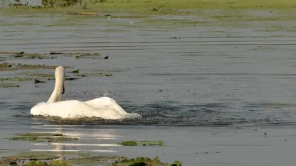 Crisp Tiro Água Salpicando Cisne Enquanto Prepara Agitando Penas — Vídeo de Stock