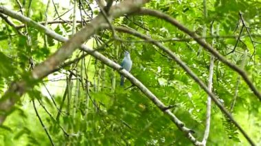 Rüzgarlı bir günde Panama 'da mavi gri tanger