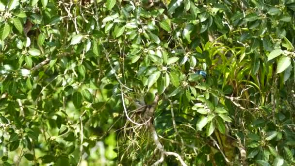 Parlak Mavi Kuşlu Taze Yeşil Ağaçta Güneş Parlıyor — Stok video