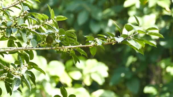 Artistic Shot Bird Hopping Leafy Branch Bokeh Background — Stock Video