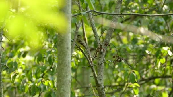 Flycatcher Улетает Быстро Резкими Движениями Воздухе — стоковое видео