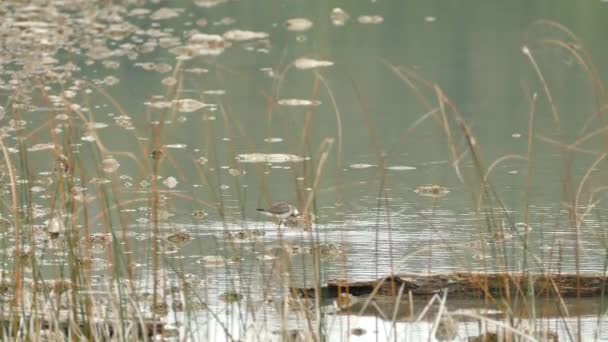 Охота Водных Птиц Спокойный День — стоковое видео