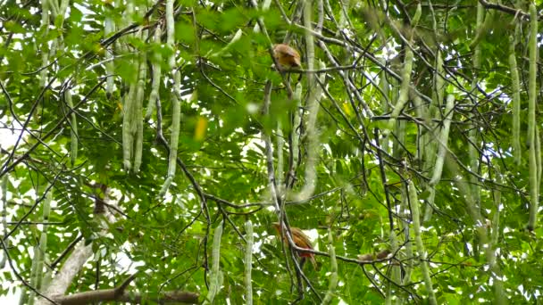 Ζευγάρι Τροπικών Πορτοκαλί Πουλιών Σκαρφαλωμένων Ένα Κοντά Στο Άλλο — Αρχείο Βίντεο