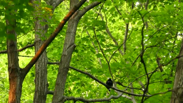 Par Grandes Pájaros Carpinteros Árbol Soleado Bosque Canadiense Hoja Caduca — Vídeo de stock