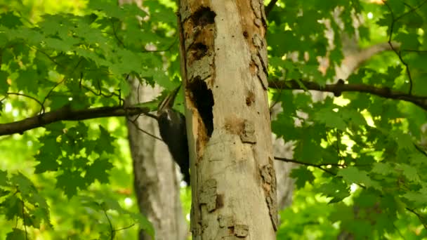 Μεγάλος Τρυποκάρυδος Που Ερευνά Την Τρύπα Στο Δέντρο Φυλλοβόλο Δάσος — Αρχείο Βίντεο