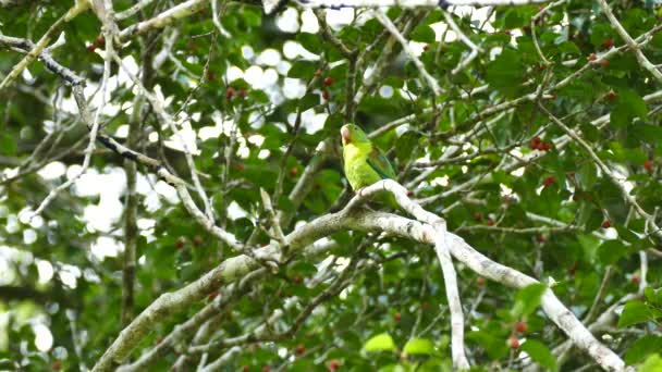 Vue Toilettage Des Perroquets Verts Panama — Video