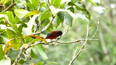 Kırmızı kuş gagasını bulanık bokeh ile dalına sürtüyor.