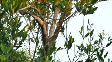 Küçük kahverengi hızlı kuş Panamean ağacının etrafında zıplıyor