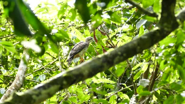 Pájaro Presa Parado Bajo Sol Selva — Vídeo de stock