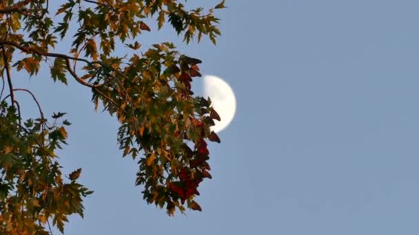 Grupa Motyli Wiszących Drzewie Księżycem Tle — Wideo stockowe