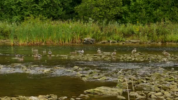 Ampia Varietà Anatre Che Riposano Fiume Piuttosto Poco Profondo Vicino — Video Stock