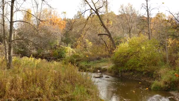 Hojas Otoño Cayendo Debido Viento Naturaleza Con Río Canadá — Vídeo de stock