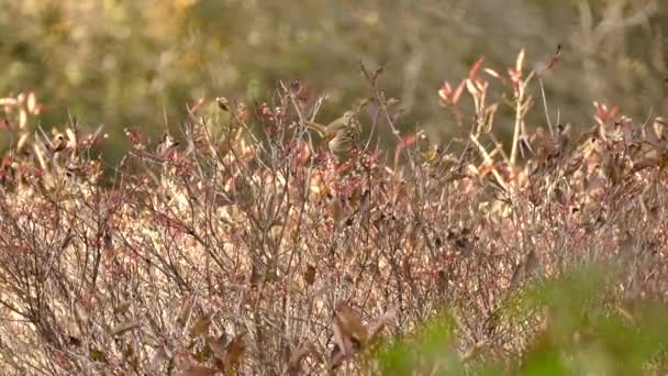 Ovenbird Çalıların Tepesine Tünedi Sonbaharda Kurumuş Böğürtlen Yedi — Stok video