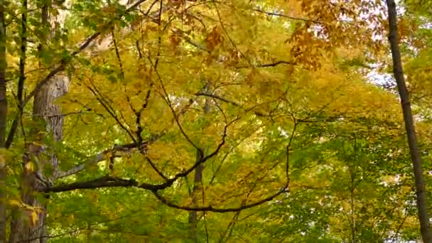 Farbverlauf Herbst Der Natur Mit Wind Der Durch Bäume Weht — Stockvideo