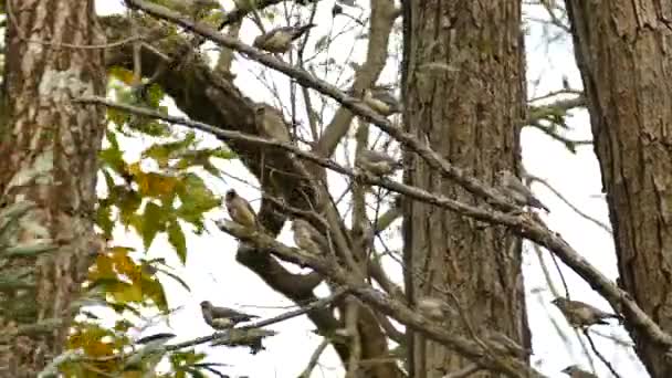 Gruppo Cera Cedro Custodito Una Lotta Adulta Riposare Giorno Ventoso — Video Stock