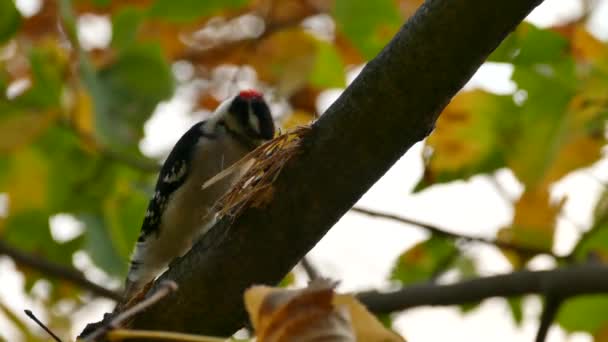 Pájaro Carpintero Investigando Rama Árbol Roto Sobre Fondo Hoja Borrosa — Vídeos de Stock